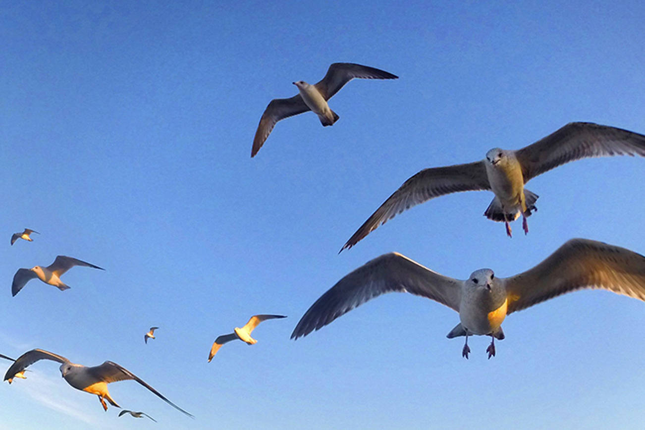 Gulls: the feathered fabric of our landscape