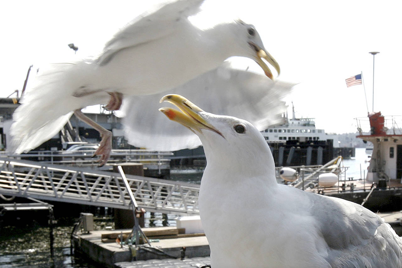 Alan Berner | Seattle Times                                The very adaptability that allows gulls to flourish in cities and ports also can spawn contempt.