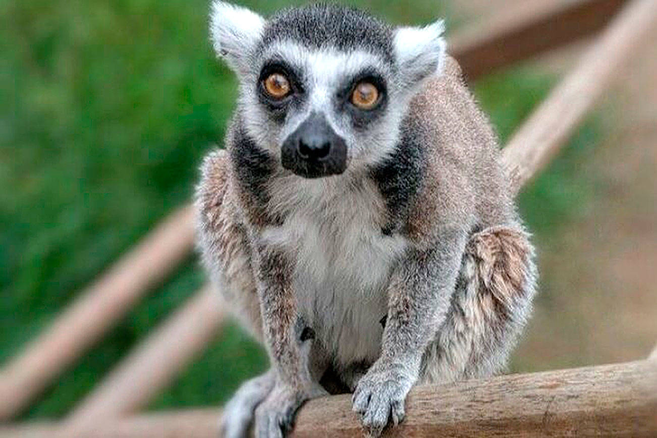 He wanted a pet monkey but stole a lemur instead; then he bragged about it, FBI says