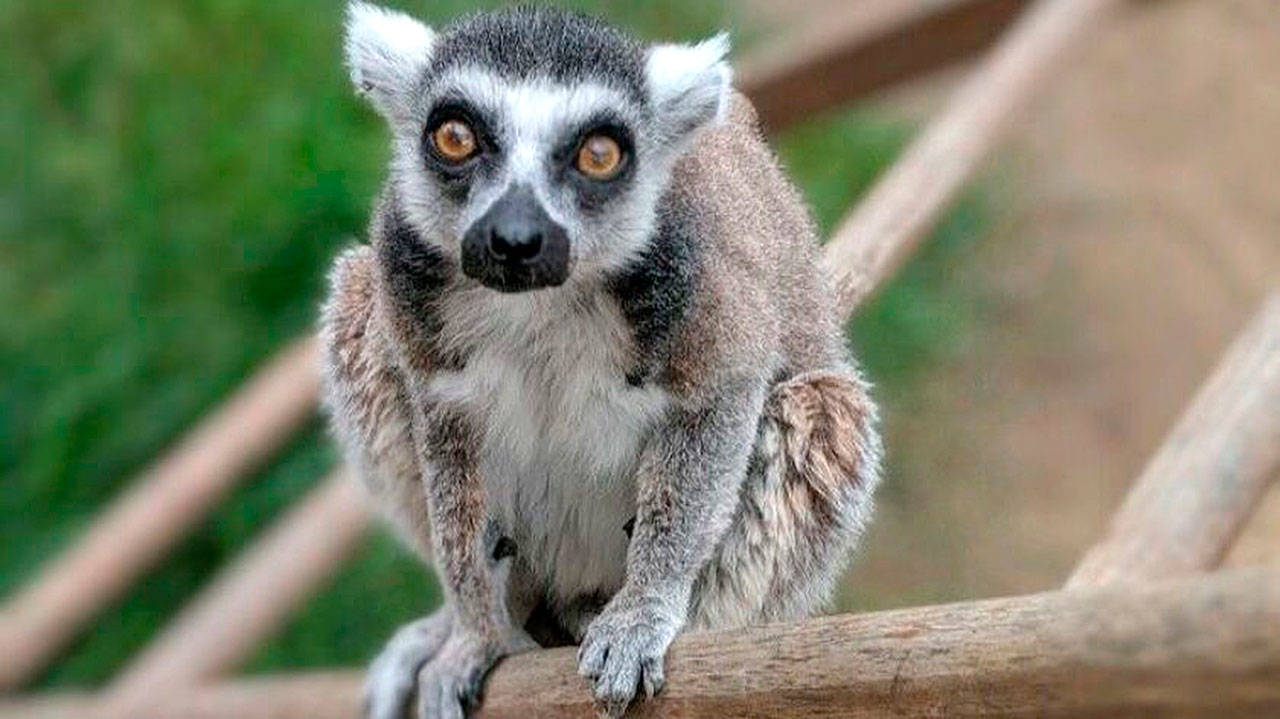 Isaac, a 32-year-old lemur who has been at the Santa Ana Zoo since 2000, was stolen last summer but was found safely and returned. (Courtesy of U.S. Attorney’s Office)