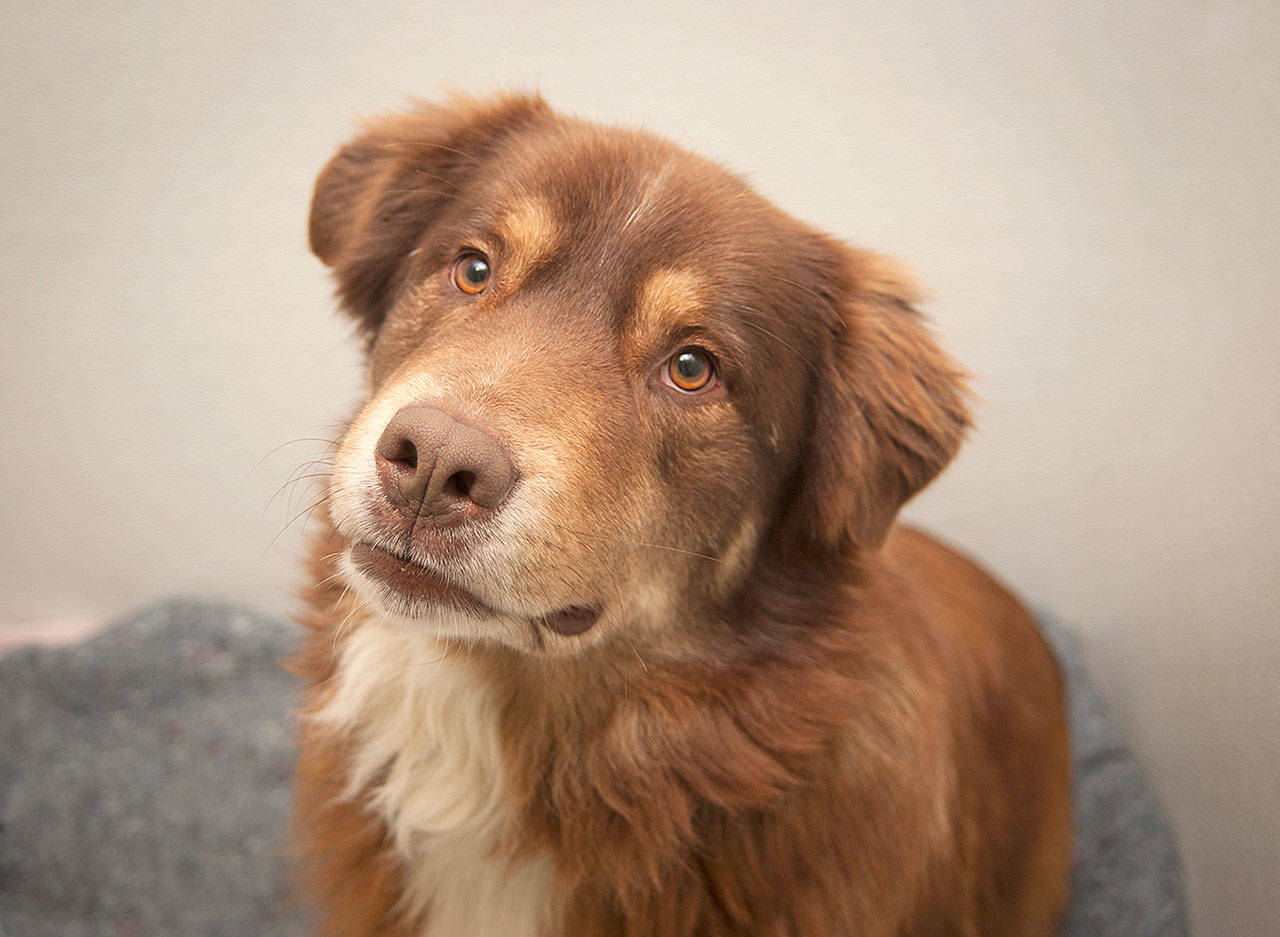 Thud: Adoptable Pet of the Week