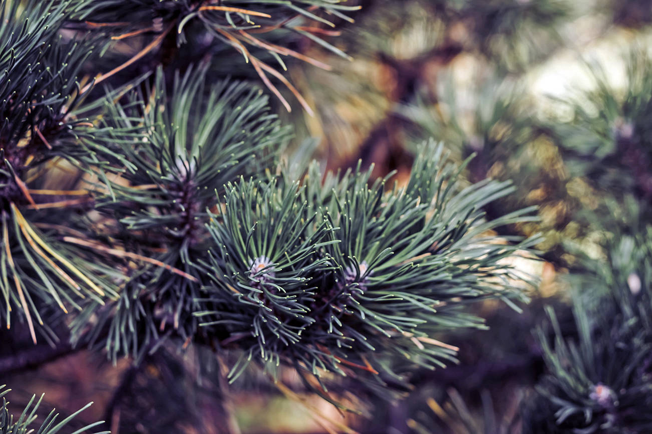 Sneezing too much to enjoy the holidays? A moldy Christmas tree might be to blame