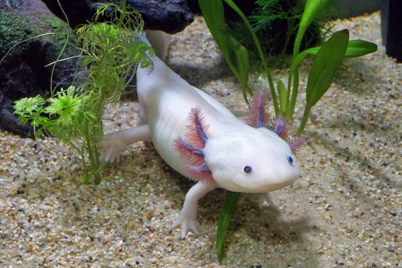 Ask Dr. Universe: What are axolotl? | The Daily World