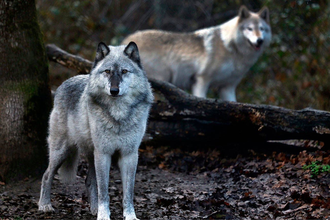 1 ranch, 26 wolves killed: Fight over endangered predators divides ...