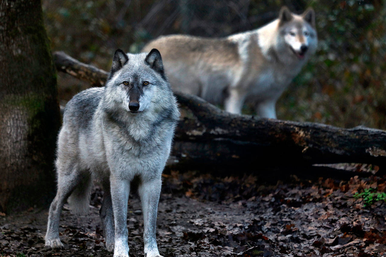 At Wolf Haven International in Tenino, an 8-year-old grey wolf, left, lives with a wolf-dog, right, at the sanctuary. (Carolyn Cole/Los Angeles Times)