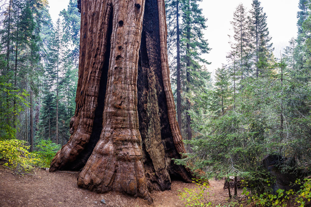Largest private giant sequoia grove for sale. Deadline near to protect ‘absolute jewel’