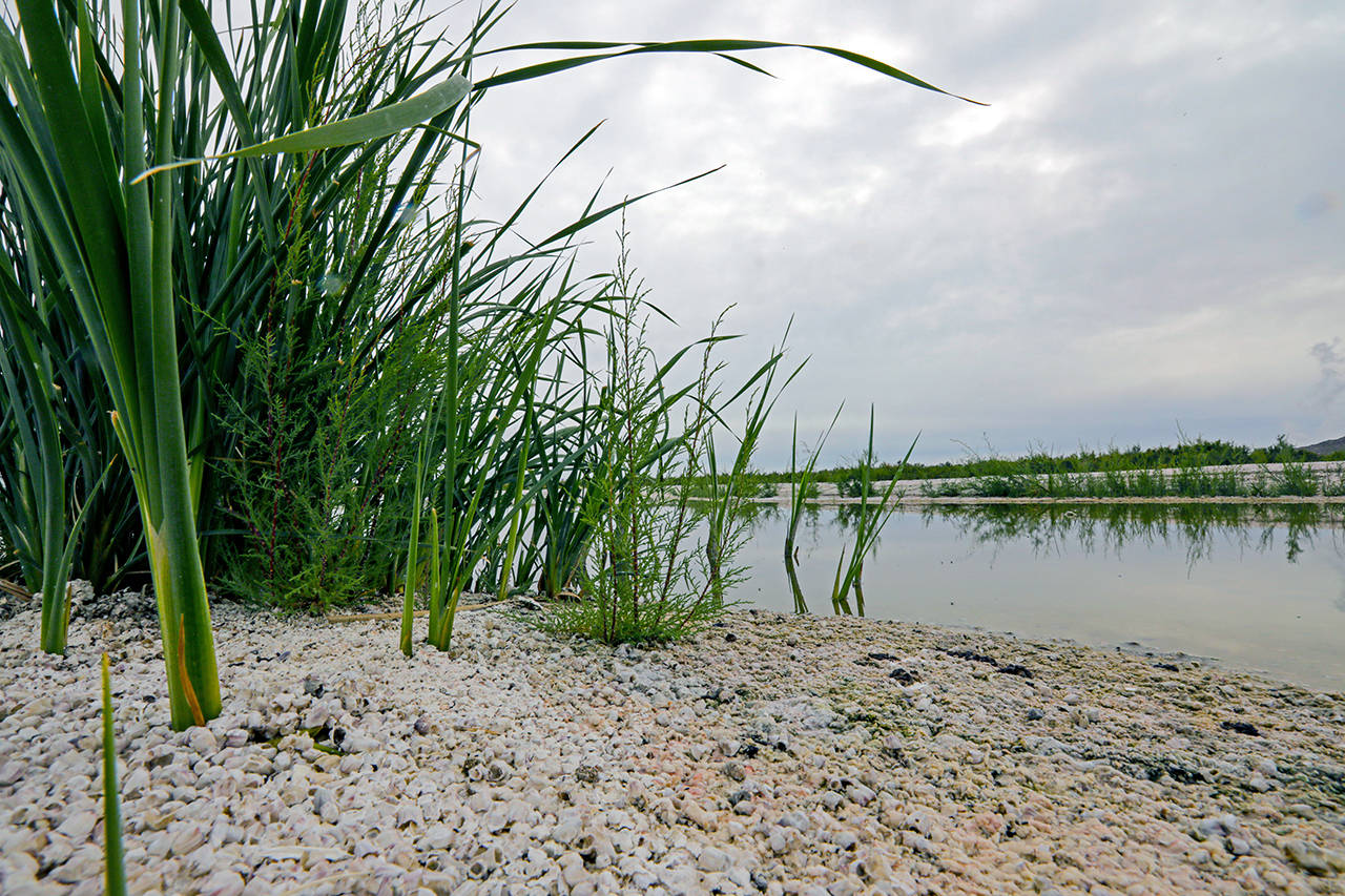 Grasses and cattails are sprouting up on the exposed lake bed of the Salton Sea.