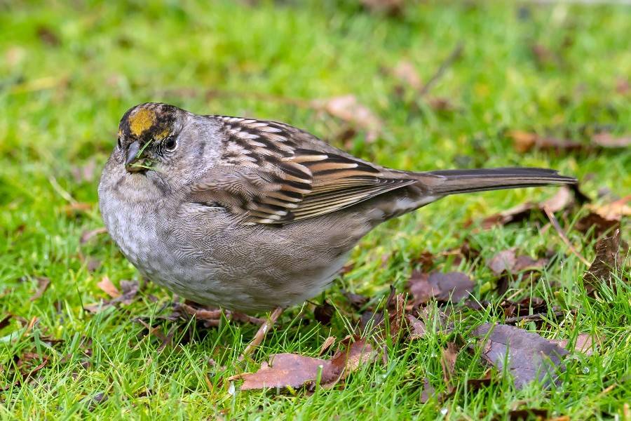 Grays Harbor Birds: Golden-crowned Sparrow (Zonotrichia atricapillia)
