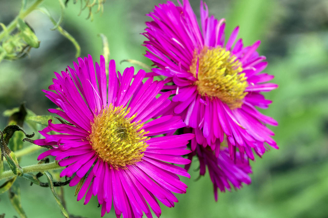 Master Gardener: M is for Michaelmas daisies — asters for fall color