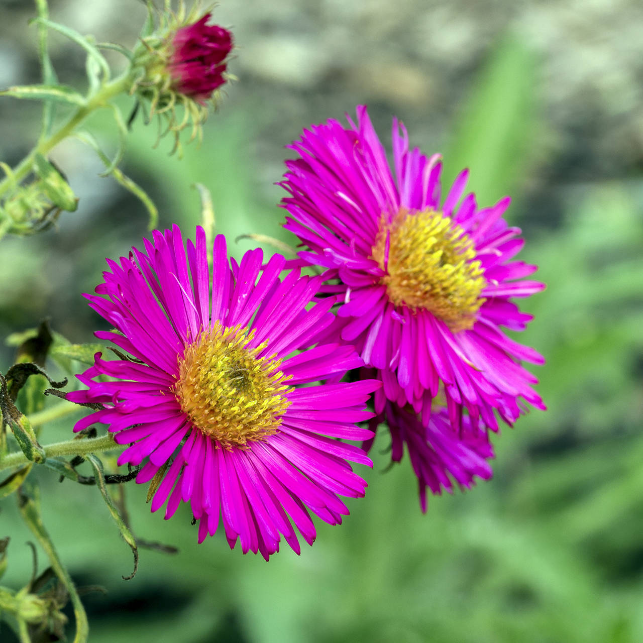 Agnes Monkelbaan photo                                Harrington’s Pink is one brightly colored variety of the New England aster (Symphyotrichum novae-angliae).