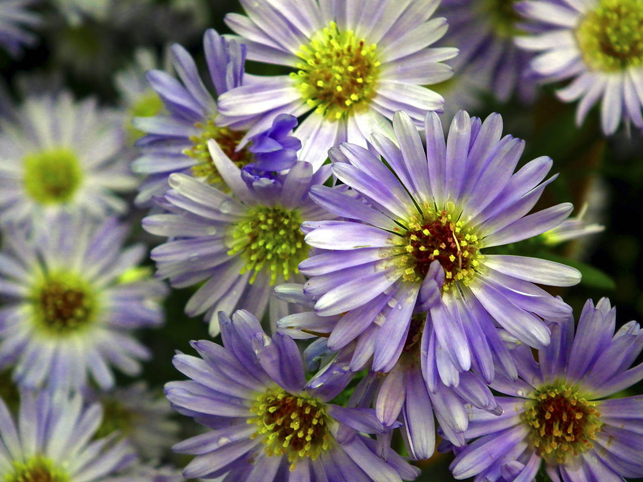 Ramesh NG photo                                The New York aster (Aster novi-bellgii) grows 4 feet wide and 3 feet tall with full clusters of bright blue-violet flowers.