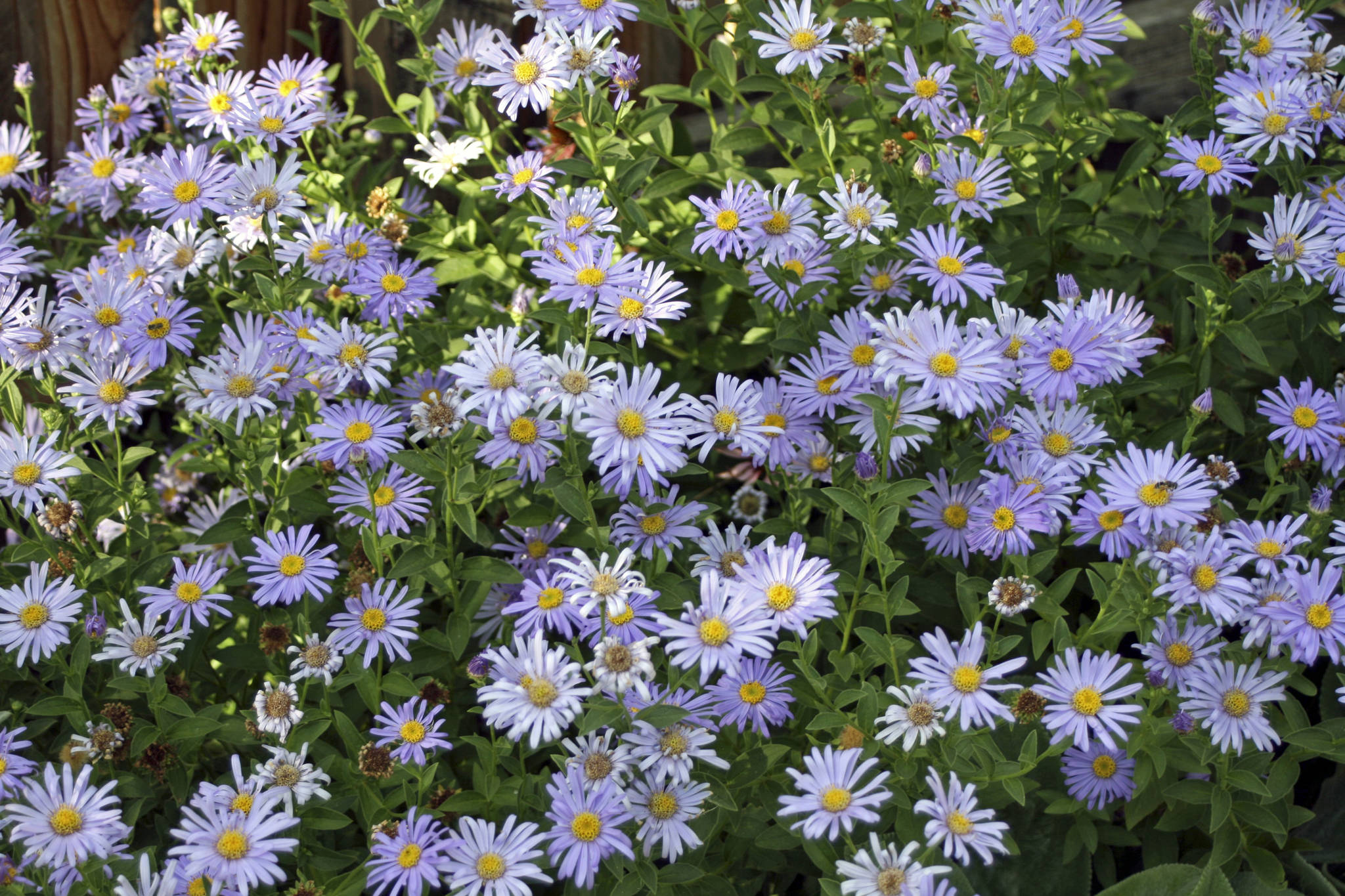Patrick Standish photo                                Among the many varieties of New York aster is the Professor Kippenburg, which has lavender-blue blooms.