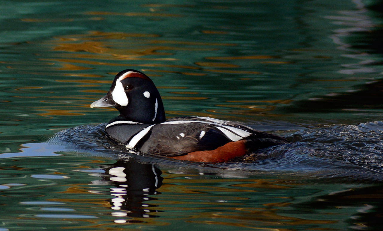 Grays Harbor Birds Harlequin Duck (Histrionicus histrionicus) The Daily World