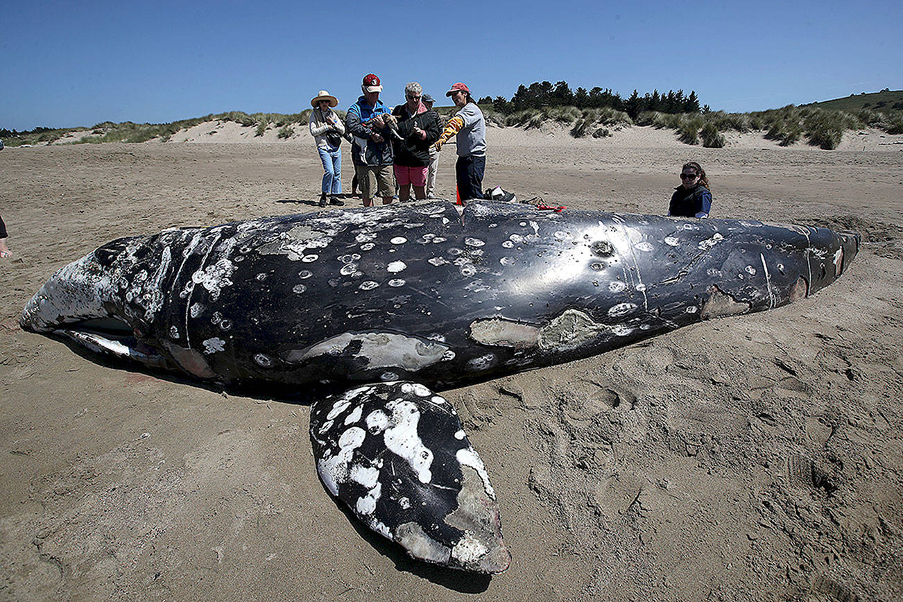 As gray whale migration reaches its peak, scientists fear another unexplained die-off
