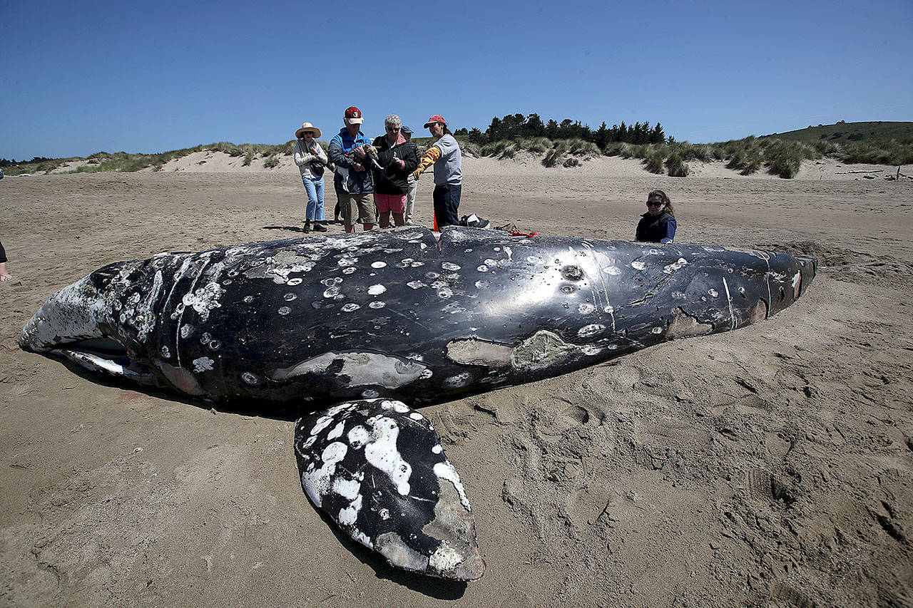 A dead juvenile gray whale washed up on Limantour Beach at Point Reyes National Seashore on May 25, 2019, in Point Reyes Station, California. Dozens of gray whales were found dead along the Pacific Coast between California and Washington last year. (Justin Sullivan/Getty Images)