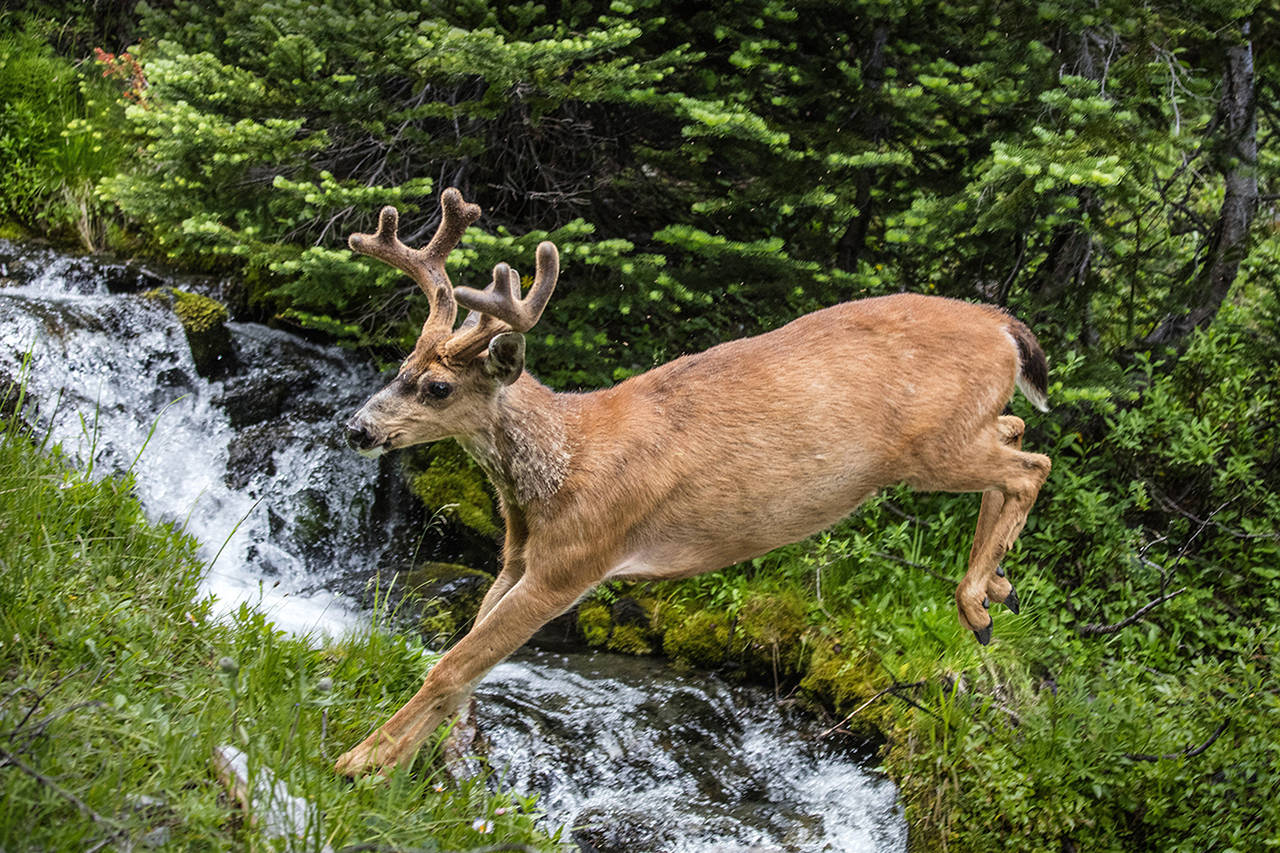A black-tailed deer springs over a stream near Moose Lake in the Olympic backcountry.