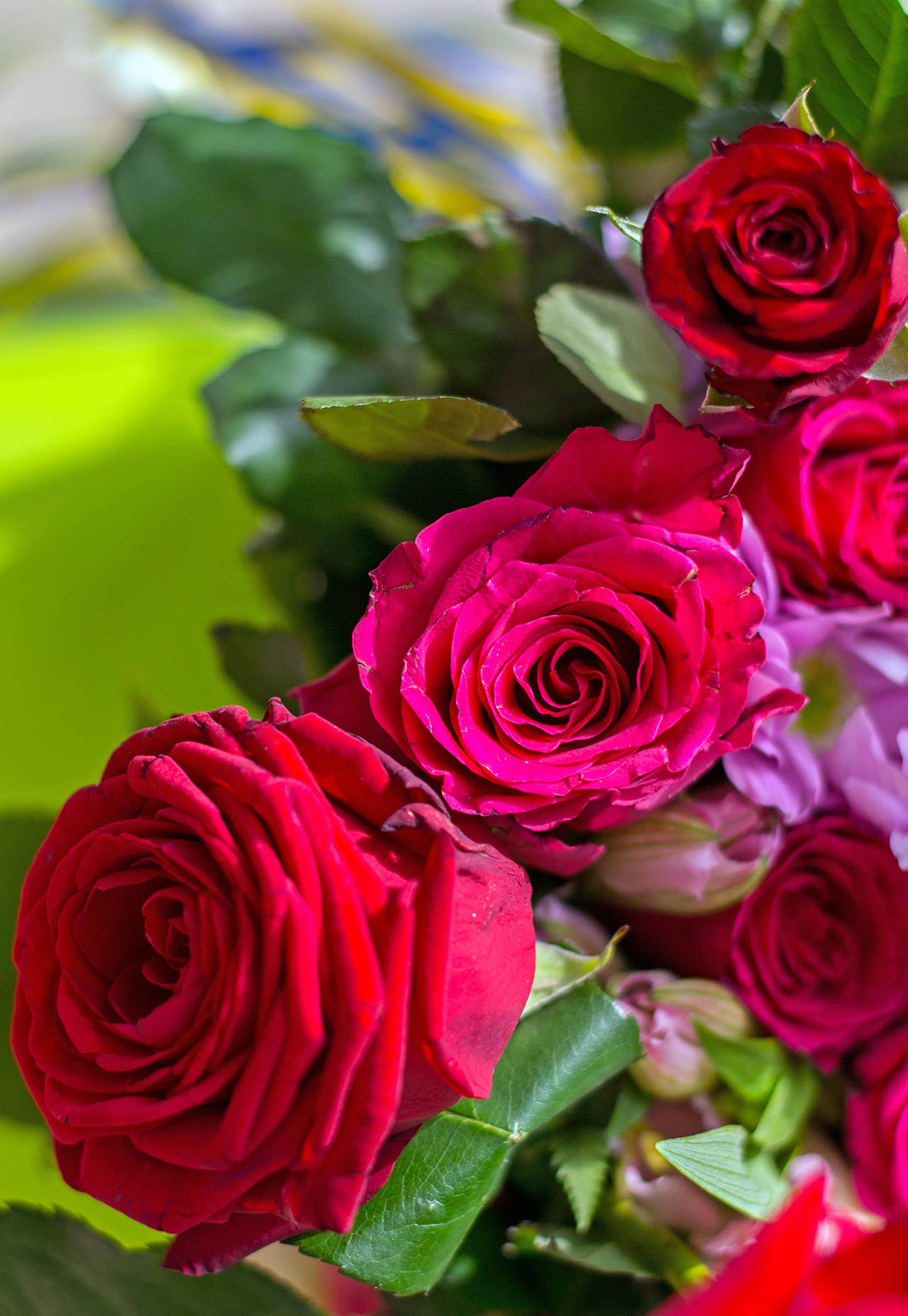 Vien Hoang photo                                The consummate symbol of Valentine’s Day is the red rose.