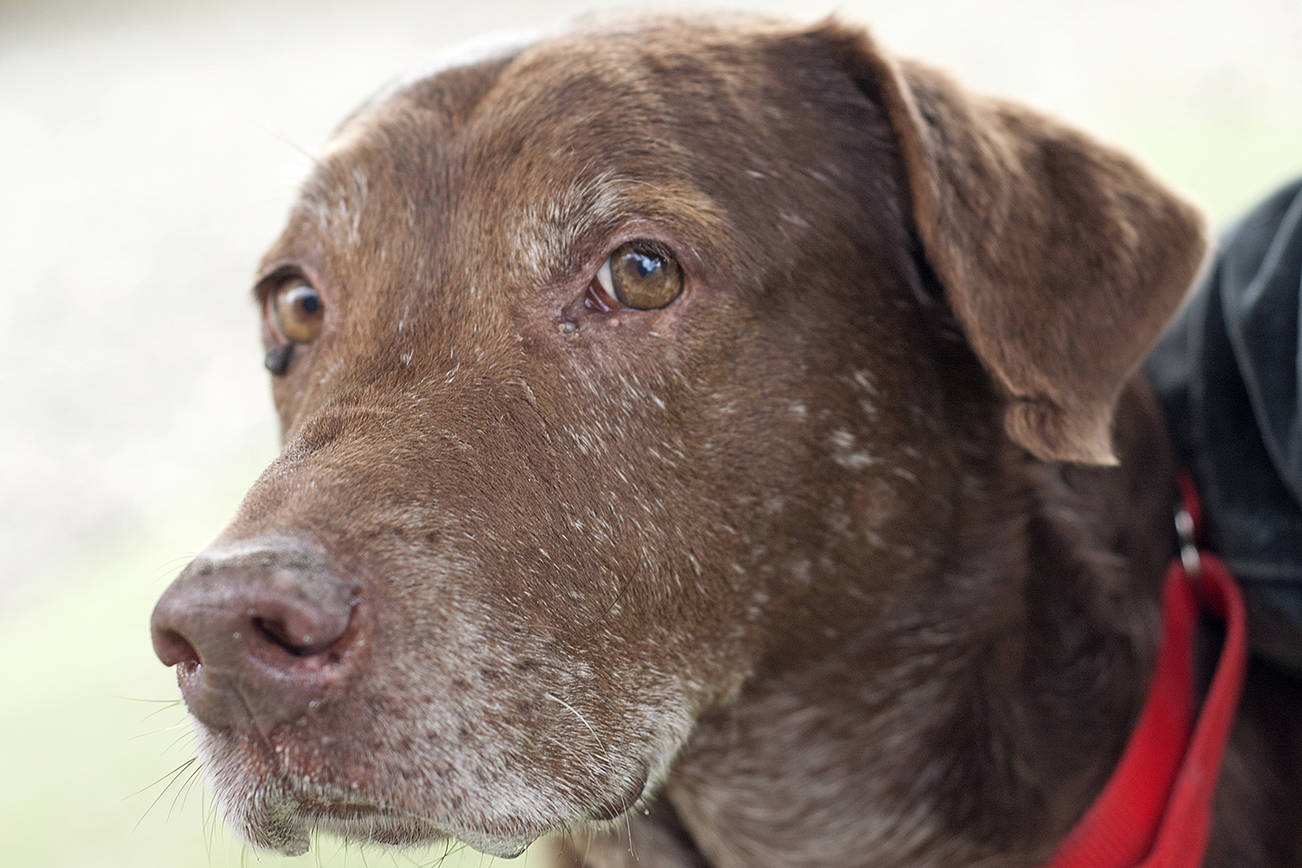 Red: Adoptable Pet of the Week
