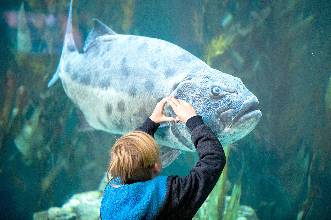 A child interacts with an endangered adult giant sea bass at the Aquarium of the Pacific in Long Beach, Calif., on January 15. (Allen J. Schaben/Los Angeles Times)