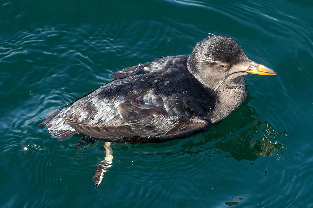 Grays Harbor Birds Rhinoceros Auklet (Cerorhinca monocerata) The