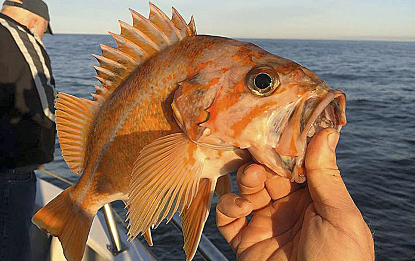 COURTESY CHARTERBOAT SLAMMER                                 Canary rockfish stocks are rebuilt and can make up the entirety of your seven fish rockfish limit this season, which begins Saturday.