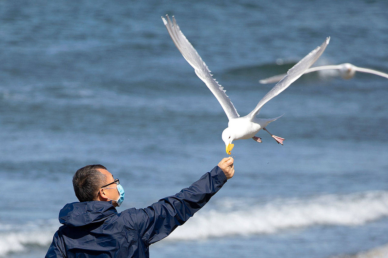 A seagull snatches a corn chip out of a man’s hand on Sunday in Edmonds. Social distancing and wearing a mask has become the new normal for some people out in public since the coronavirus outbreak. (Karen Ducey/Getty Images)