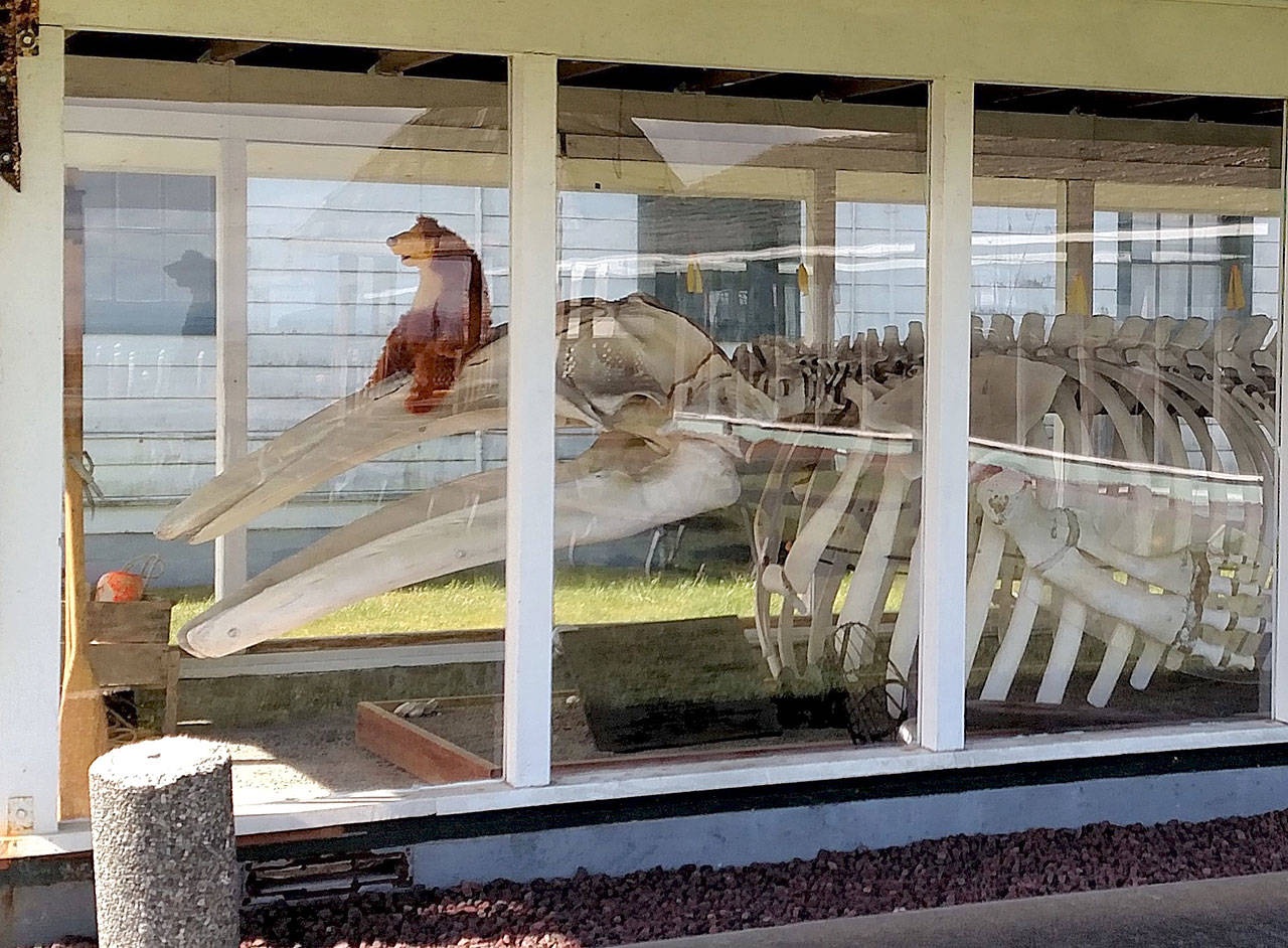 Julie Smith of the Westport Maritime Museum has placed stuffed animals in several windows for seekers. (Photo courtesy Julie Smith)
