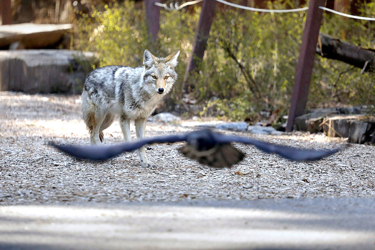 A coyote wanders around Curry Village looking for a meal in Yosemite Valley on Saturday. Yosemite National Park is closed to visitors due to the coronavirus pandemic. Animals roam the park without having to worry about crowds of people. (Carolyn Cole/Los Angeles Times)