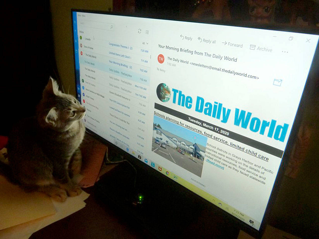 A new kitten checks The Daily World headlines online.