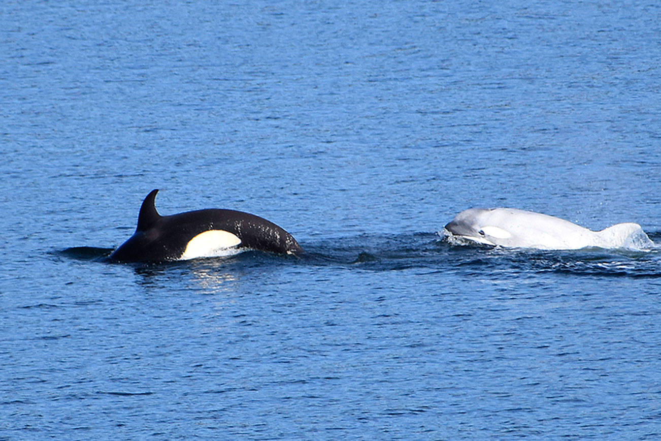 Rare white orca spotted in Puget Sound waters — just don’t call it albino