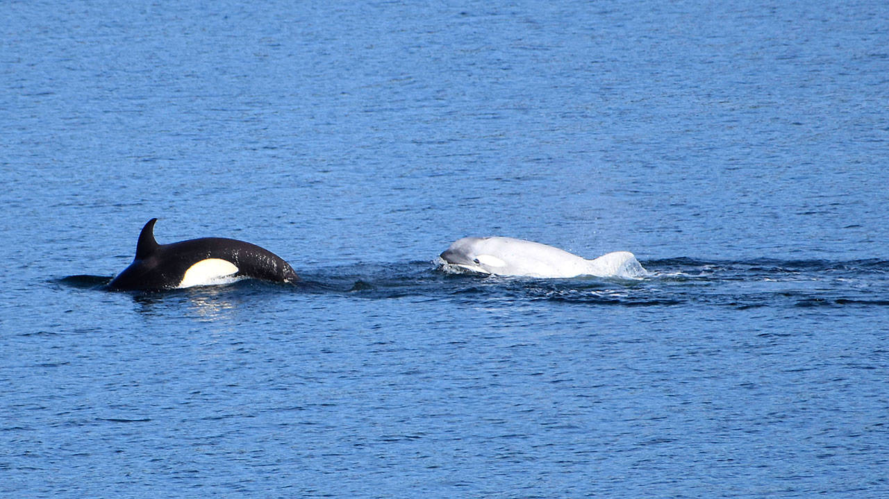Tl’uk the white orca has been wowing onlookers all over Puget Sound this month. The gray transient whale is a member of the T46Bs, a family of transient orcas He is nicknamed Tl’uk, a Coast Salish word meaning moon. (Howard Garrett/Orca Network)