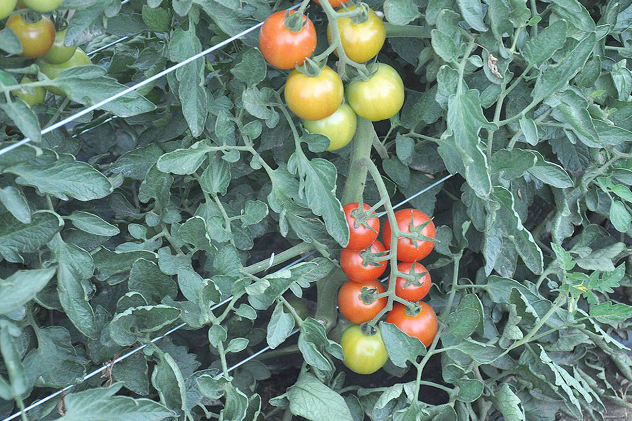 Tomatoes: (almost) all you need to know
