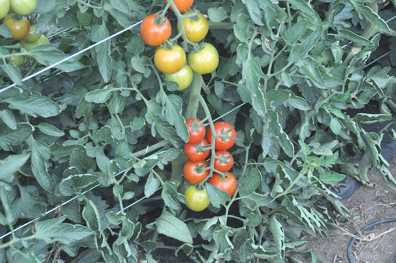 Adoration tomatoes are an example of an indeterminate variety. Indeterminate tomatoes will continue to grow and produce fruit throughout the growing season, and should be supported by a trellis.