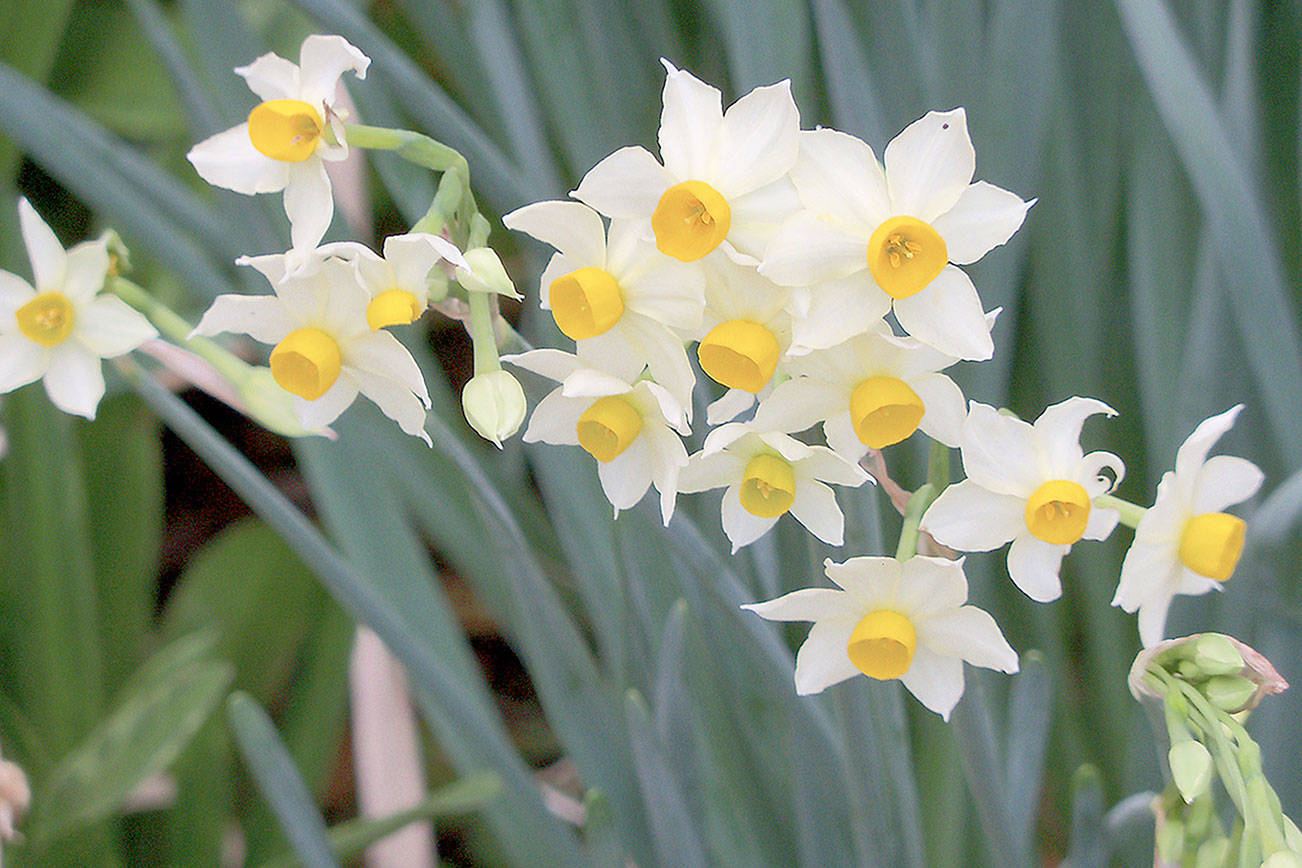 My favorite plants: N is for Narcissus