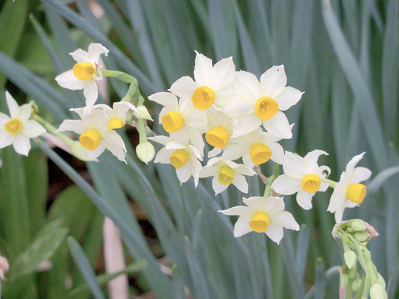 Wylie-Young photo                                Jonquil stems are hollow and usually shorter than daffodil varieties. They tend to have clusters of flowers on the stems and a delicate fragrance. Jonquils have slender leaves that round on the tips, while daffodils show off slim, sword-tipped foliage.