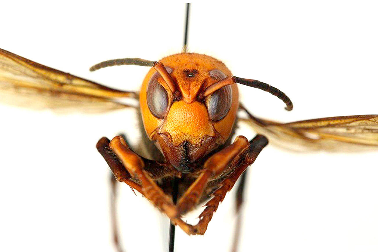 State seeking volunteers to trap dangerous Asian giant in