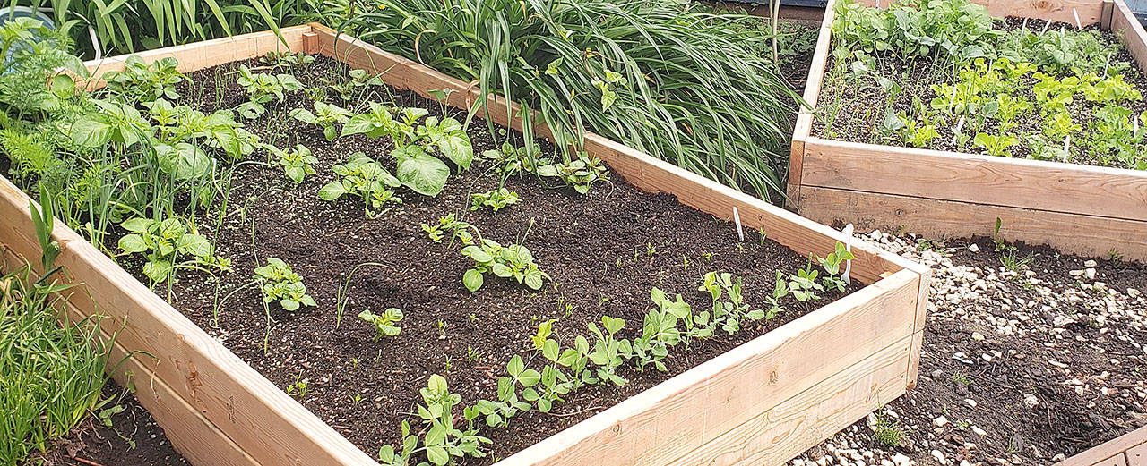 Two raised beds in the author’s yard.