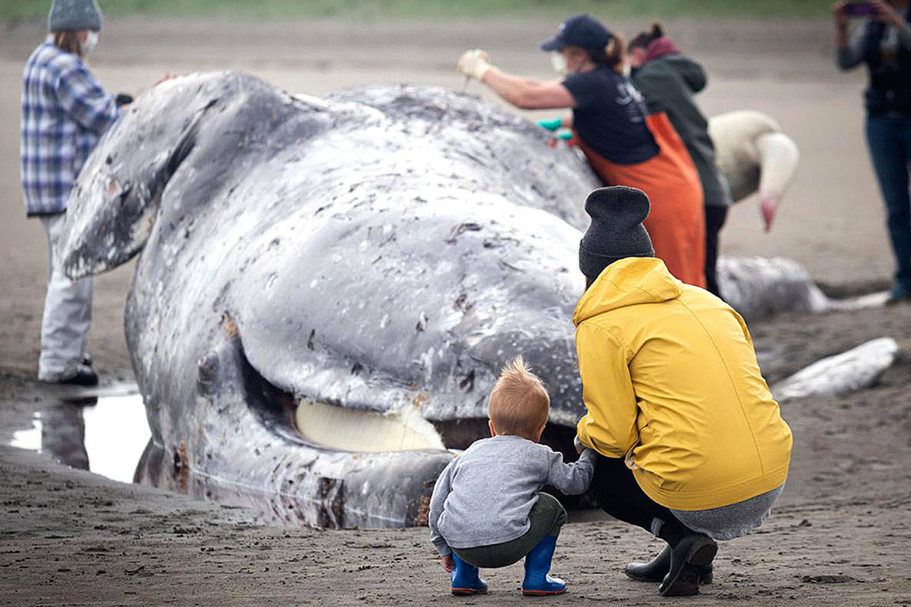 Between science and curiosity, dead whale draws a crowd