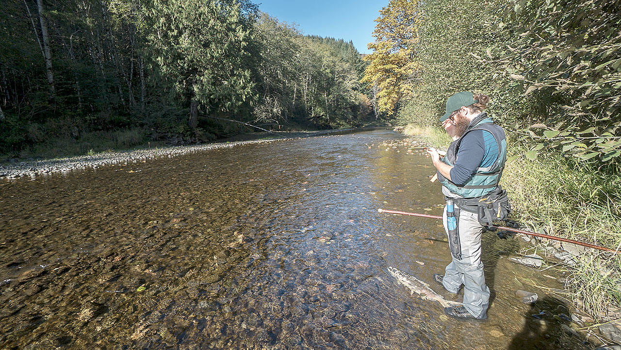 (Courtesy photo) A state Fish & Wildlife biologist Nick Vanbuskirk gathers data near the headwaters of the Chehalis River.