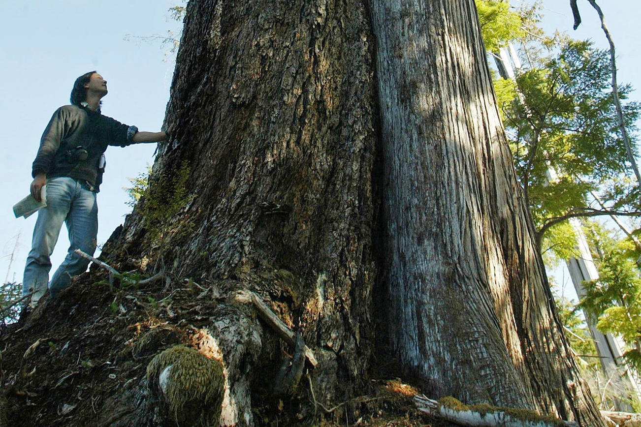 British Columbia’s old-growth trees may soon be gone if policies don’t change