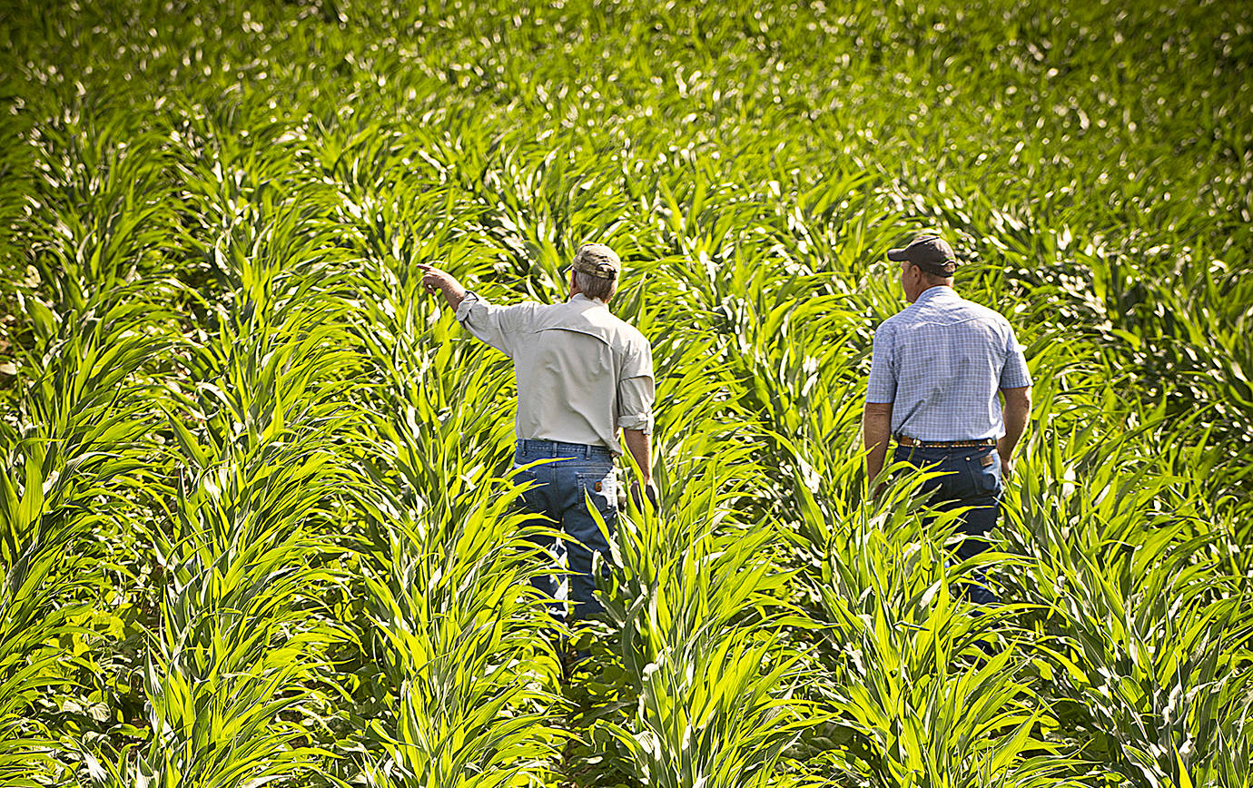 USDA NRCS Montana                                A Natural Resources Conservation Service representative discusses the condition of a Montana farmer’s soil under a no-till system planted to corn and soybeans in alternate rows.