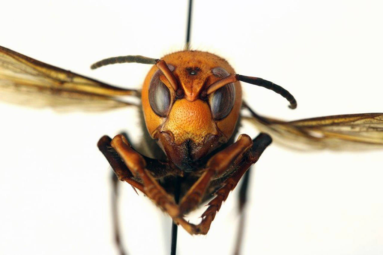 A dead Asian giant hornet (Vespa mandarinia), or “murder hornet.” (Washington State Department of Agriculture/TNS)