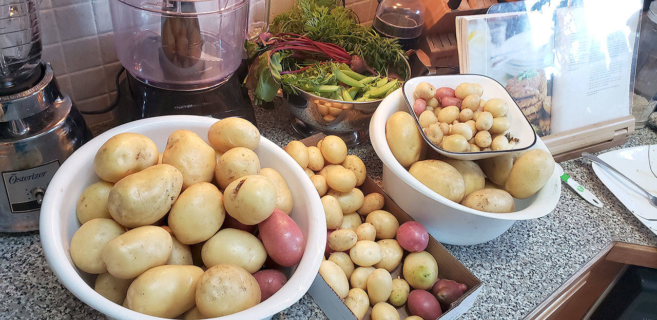 There has been a bountiful harvest of potatoes from the family “victory garden.”
