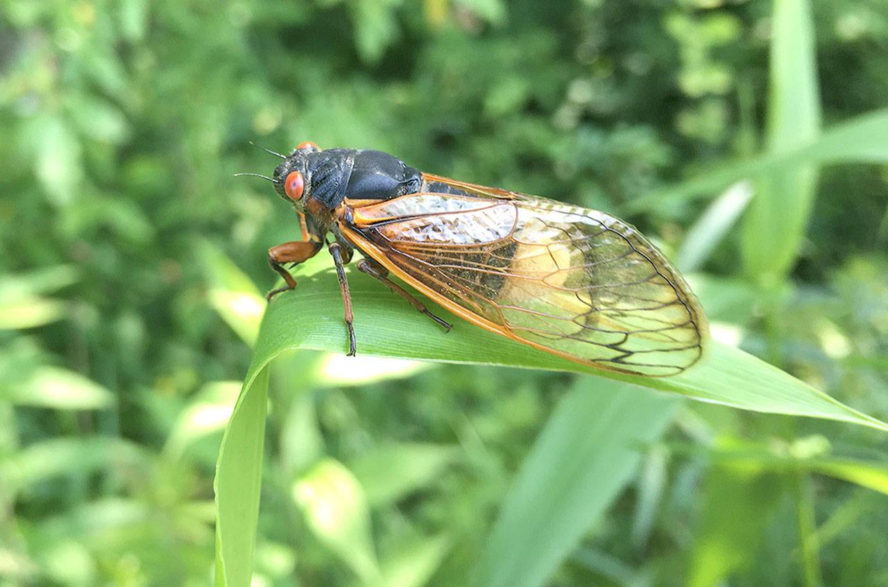 West Virginia University researchers were part of a team that discovered how Massospora, a parasitic fungus, manipulates male cicadas into flicking their wings like females — a mating invitation — which tempts unsuspecting male cicadas and infects them. (WVU Photo)