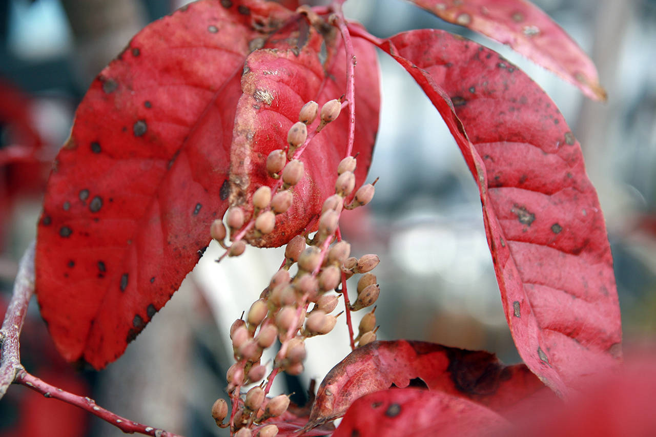 photos by David Stang                                Oxydendrum is a show-stopper with its brilliantly colored leaves.