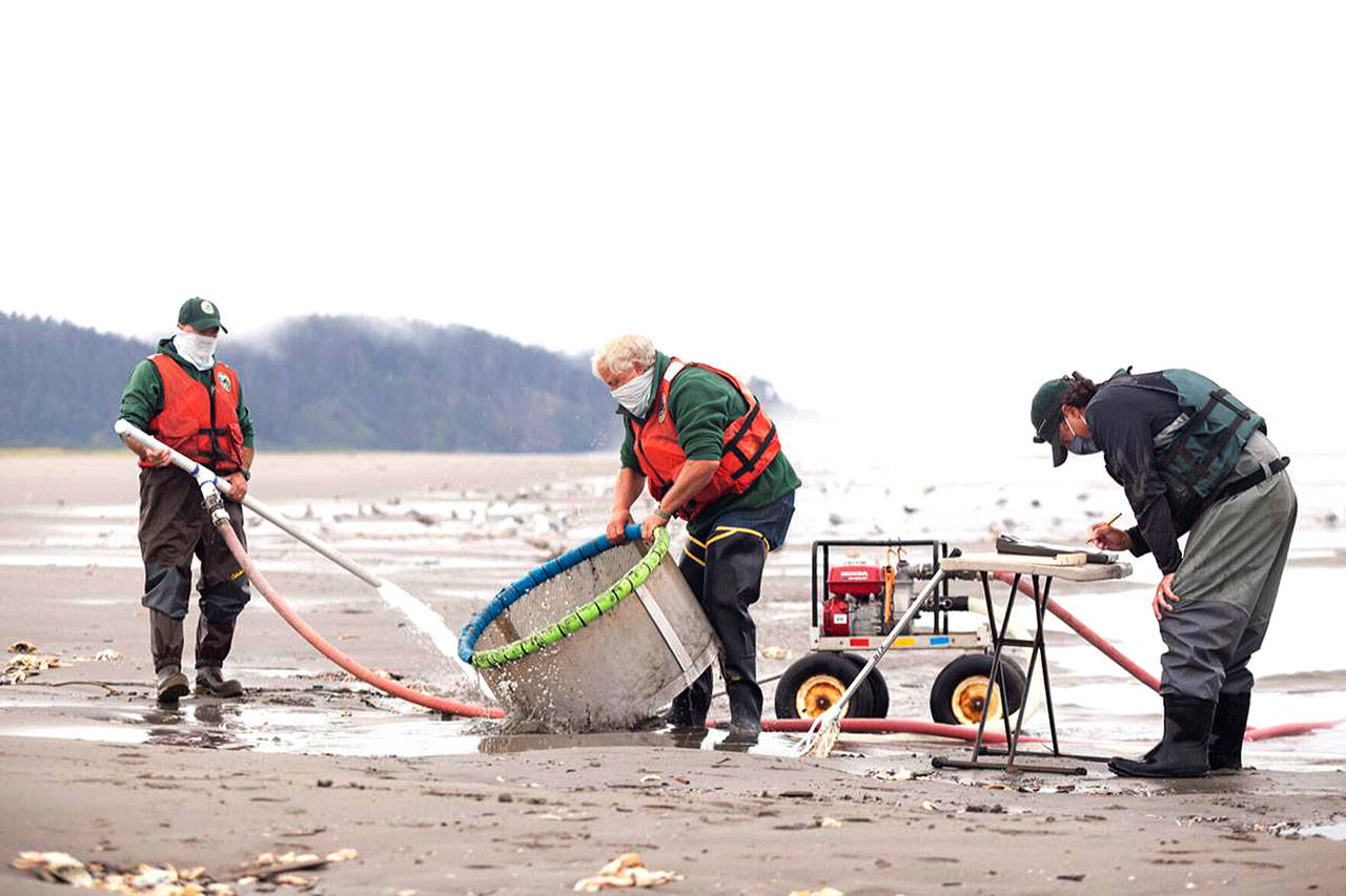 From left: WDFW lead shellfish technician Clayton Parson, Coastal Shellsh Manager Dan Ayres and WDFW technician Craig Loften conduct a razor clam stock assessment survey on Tuesday in Long Beach. (Photo by Luke Whittaker/Chinook Observer)