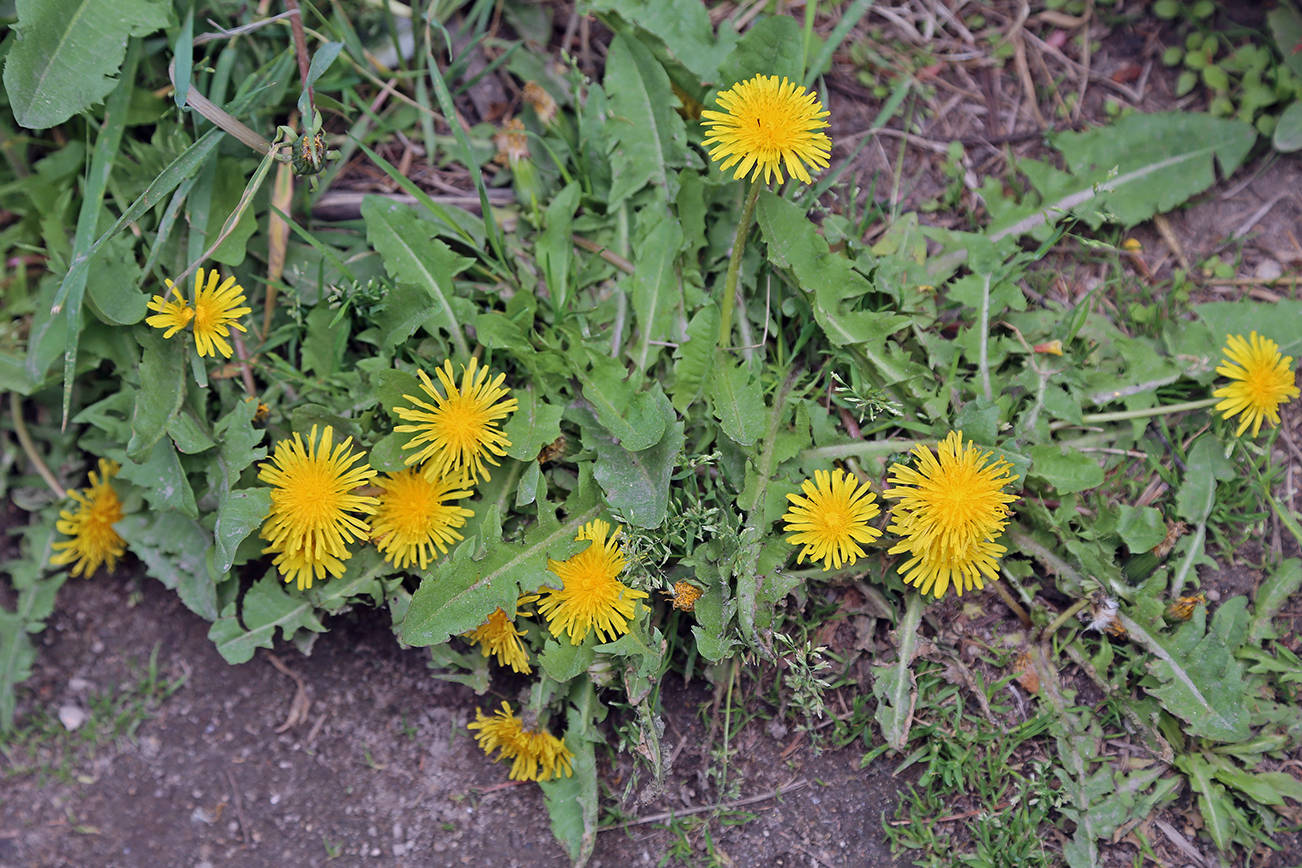 Master Gardener: Not all yellow-flowered weeds are dandelions