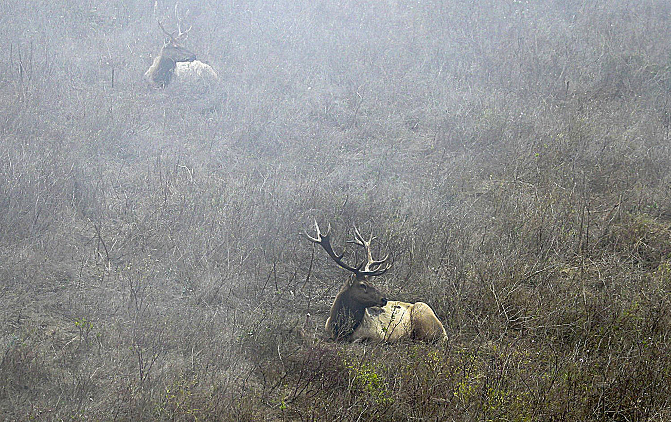 As fire burns, activists sneak in to bring water to parched elk. Should they?