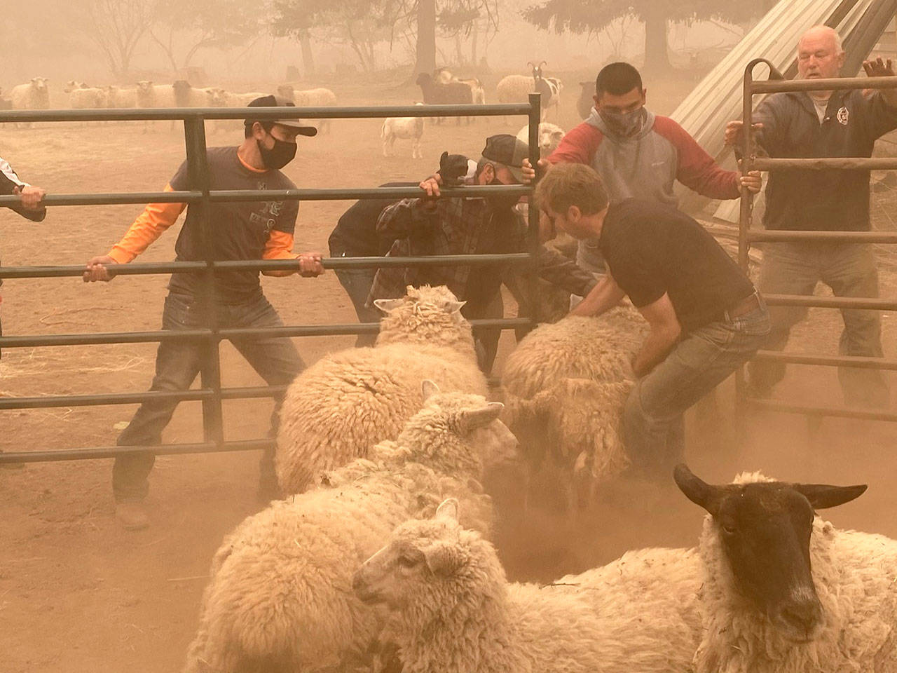 As death toll mounts, volunteers brave Oregon wildfires to rescue stranded livestock