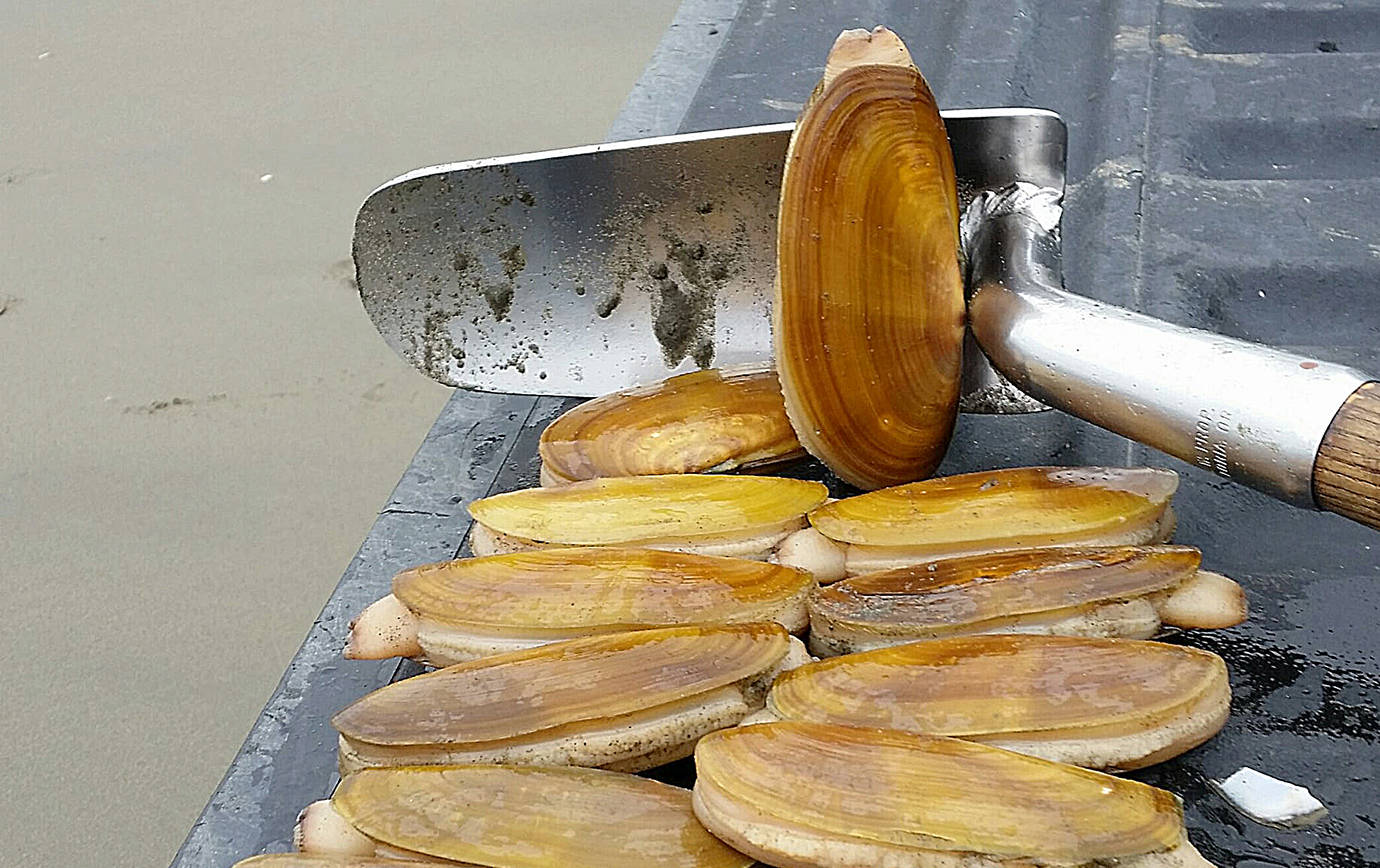 COURTESY DEPARTMENT OF FISH AND WILDLIFE                                 Razor clam digs begin Sept. 16 at three beaches. Tentative digs have been scheduled through the end of December.